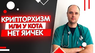 Крипторхизм у котов что такое, как определить, кастрировать или нет