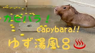 カピバラまる君はゆず湯が大好き♫ Tha capybara, Maru likes taking a bath with Yuzu