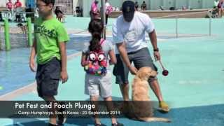 IN FOCUS - Pet Fest and Pooch Plunge - 20 September 2014
