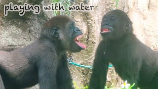 小金剛Jabali與Ringo一起喝水玩水Jabali and Ringo drink and play with water#金剛猩猩 #gorilla