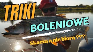 Jak złowić Bolenia ?▫️ Wrześniowe bolenie  #wędkarstwospinningowe #boleń #wędkarstwo