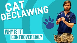 Should You Declaw Your Cat?