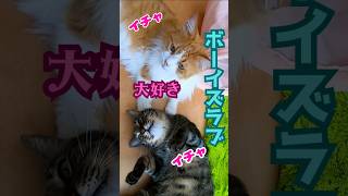 ハチワレ猫とキジトラと白猫のイケメン猫のボーイズラブは癒しです（保護猫カフェ猫の恵庭）難波