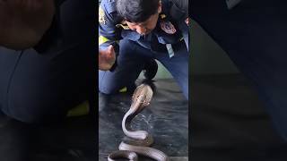 Firefighter subduing a cobra