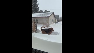 The bloodhound and the snow