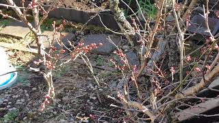 もちやまの里レポート　紅梅が咲きそうです。あとは何かの野鳥