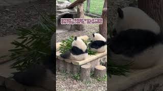 可可爱爱开启独立生活，希望你们健健康康平平安安快快乐乐成长！ #panda #大熊猫