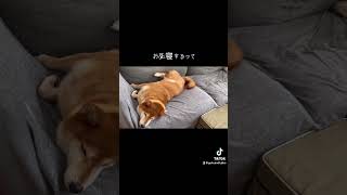 お昼寝中の柴犬　#shiba #面白い犬 #dog #sleeping #shibadog #柴犬 #しばいぬ #お昼寝 #柴犬のいる暮らし #short