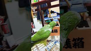 オキナインコが２回鐘鳴らす #shortsfeed