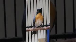 Memancing Tledekan Gunung Bisu Menjadi Gacor