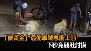 傻黃金獵犬遇偷車賊急衝上前　下秒「翻肚討摸1分鐘」看著他牽走－全民話燒