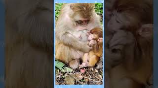 Monkeys, Baby monkey videos   BeeLee Monkey Fans #Shorts EP858