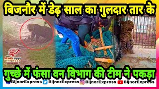 Bijnor News | बिजनाैर में डेढ़ साल का गुलदार तार के गुच्छे में फंसा वन विभाग की टीम ने पकड़ा।