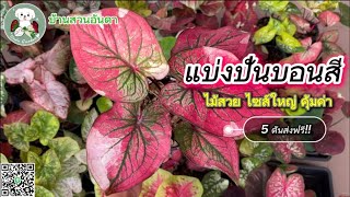 อัปเดต แบ่งปันบอนสีสวยๆ วันที่ 21 ม.ค. 2568 #บอนสี #caladium #plants #ไม้ด่าง #shorts