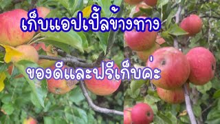 เก็บแอปเปิ้ลข้างทาง ของดีๆแถมฟรี#แอปเปิ้ลฟรี