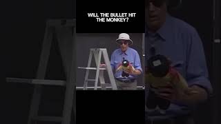 Gravity and Projectile Motion: The Monkey and the Hunter. #physics #projectile #science #gravity