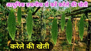 Bitter Gourd Ke Kheti || करेला की खेती || हाइब्रिड करेला का खेती || Hybrid Bitter Gourd Farming||