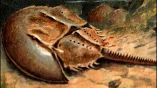 the horseshoe crab