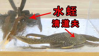 真的沒有天敵嗎？外來入侵魚類清道夫VS水蛭！ 【歪點子實驗室】