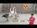 Big Duck 🦢 aagye 😍 | Shikarpur Market | Garhi Yasin Pigeon Club