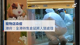 【#P有影】寵物店染疫 港府：全港待售倉鼠將人道處理