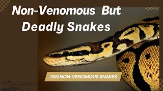 Venom Free, But Not Harmless:Top 10 Non-Venomous Snakes Worldwide! #letsknownow #top10 #snakes