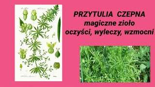 PRZYTULIA CZEPNA - oczyści, wyleczy, wzmocni, zregeneruje. CUD !!! 🌿🌿🌿😍