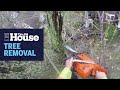 How to Remove a Large Tree | This Old House