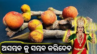 ନବରାତ୍ରି ରେ ମାତାଙ୍କୁ ବରଗଛ ଫଳ ଚଢାଇବା ଦ୍ୱାରା କଣ ହୋଇଥଏ ଜାଣିଲେ ହୋସ ଉଡିଯିବ  //#navratri