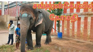 சங்கரன்கோவில் கோமதி யானை | Sankaran Kovil Temple