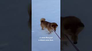 やっぱり雪は楽しい　#shorts #柴犬#柴犬のいる暮らし #柴犬ハルちゃん#犬#犬のいる暮らし