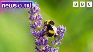 What's the buzz about bees? Why are they so important? | Newsround