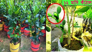 অল্পদামে বারোমাসি পিংক কাঠাল মাতৃগাছ। #plant #agro #tree #gardening  #roofgarden