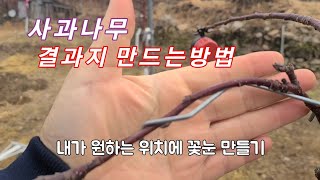 사과나무 결과지 (꽃눈) 만드는방법