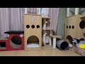 【宝くじ予想付】猫部屋で1人綿棒遊びする猫