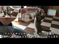 猫動画撮影の裏側！実はこんなことになっているんです...【保護猫】