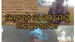 ##କେନ୍ଦ୍ରାପଡ଼ା ଜିଲ୍ଲାରେ ଅଦିନିଆ ବର୍ଷା ଯୋଗୁଁ ଚାଷୀଙ୍କ ଉପରେ ଦଇବ ଦାଉ ସାଧୁଛି ଧାନ ନଷ୍ଟ ନେଇ ଚାଷୀ ଆତଙ୍କିତ##