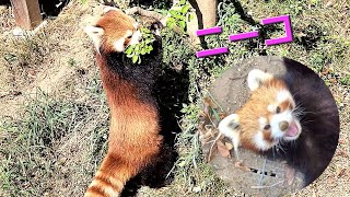 【新芽が出ると摘んでしまうレッサーパンダのニーコ、他・・・】～Nishiyama Zoo Red Pandas～