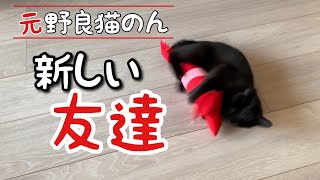 【元野良猫】子猫にエビの友達をあげてみた