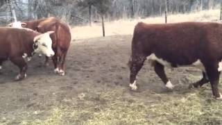 Powerful 2 yr old hereford bulls