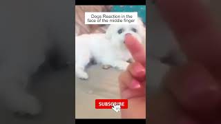 funny dogs reaction on middle finger #shorts