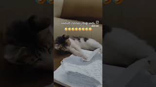 chandramukhi❌️pillemukhi✅️😅😅😅😅#cat #music