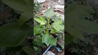 #Gongura plant leafs growing in mi Tiny #Garden limits