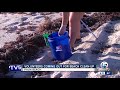 volunteers participate in beach cleanup on palm beach