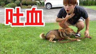 【ドッキリ】飼い主が血を吐いて倒れたら愛犬はどんな反応をする？？