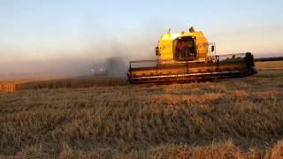 Wheat harvest Chile New holland TF78 TF46 TF76