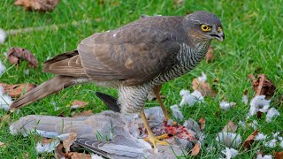 Eurasian Sparrowhawk with Prey