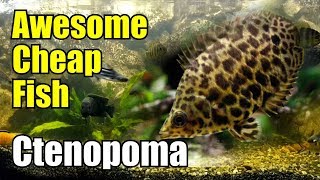 Awesome cheap fish Ctenopoma / Leopard Gourami / Ikan Daun