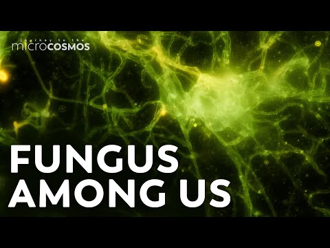 Does light cause bread to mold?