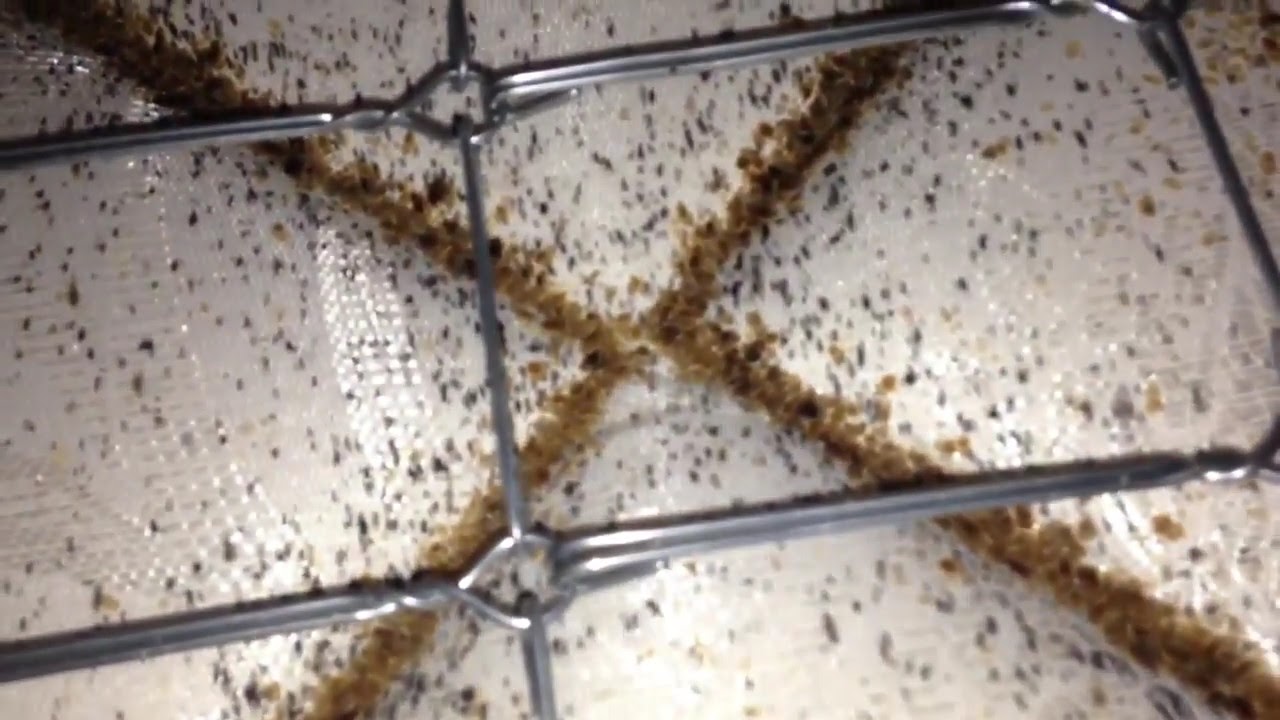 Severe Bed Bug Infestation